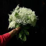 LAVARE Destylarnia Lawendy Hydrolat z kwiatów czarnego bzu 50 ml